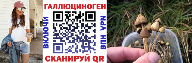 Псилоцибиновые грибы Psilocybe  Афипский 